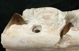 Awe Inspiring Mosasaur (Prognathodon) Jaw Section - #17376-6